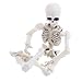 Kalttoyi Movable Mr. Bones Skeleton Human Model Skull Full Body Mini Figure Toy Halloween