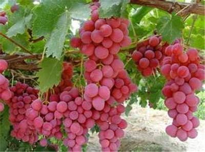 Amazon Co Jp 個家庭菜園簡単に成長するためのぶどう盆栽ミニブドウの木鉢植えの植物の果実黒ブドウ有機フルーツの盆栽の木工場 9 ホーム キッチン