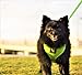 EcoBark Dog Harness - Eco-Friendly Max Comfort Harnesses - Luxurious Soft Mesh Halter - Over The Head Harness Vest- No Pull and No Choke for Puppy, Toy Breeds & Small Dogs (Medium, Green)