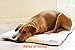 Large Dog Bed – Waterproof – Fits Large Dog Crate Mat 42 x 28 Inch – Use Indoor, Outdoor or Roll up for Travel – Great for Small Medium or Large Dogs – Portable and Washable