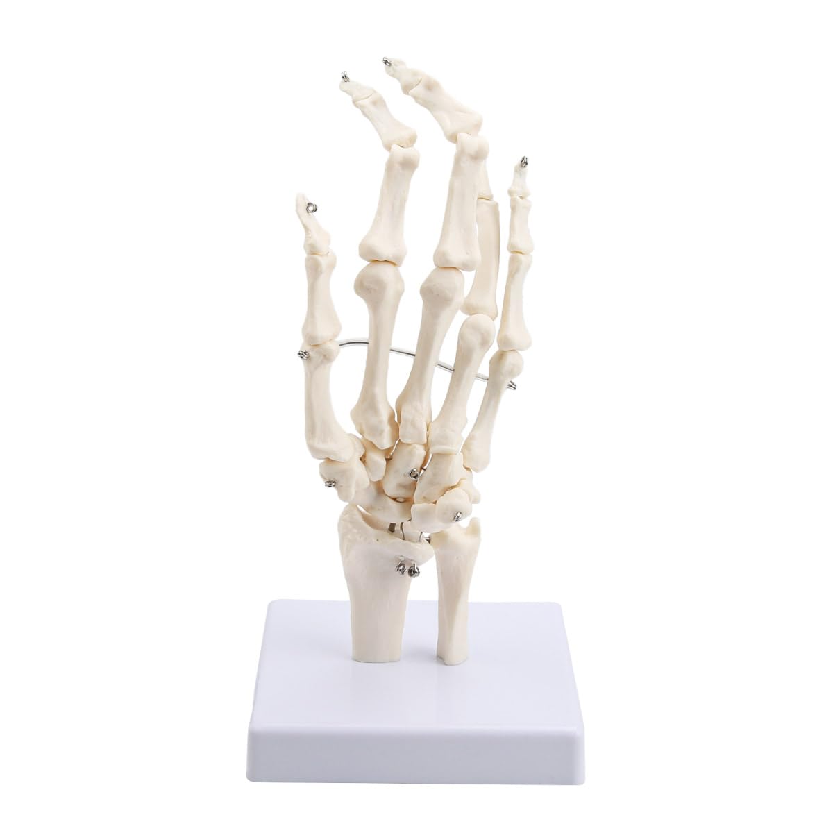 Human Hand Joint Model Anatomical Articulated Hand Skeleton Model Fully ...