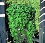 Dichondra - Emerald Falls - 10 Seeds