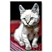 CATS and KITTENS Postcard Set of 20 Postcards. Cat and Kitten Post Card Variety Pack. Made in USA.