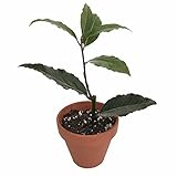Pixie Sweet Bay Laurel Herb - Laurus nobilis