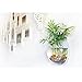 RuiyiF Fish Tank Wall Mounted, Wall Hanging Acrylic Fish Bowl Small Aquarium for Beta Fish Goldfish Home Decor Size 6 Inchthumb 3