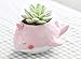 Cuteforyou Cute Animal Shaped Cartoon Home Decoration Succulent Vase Flower Pots (Whale (Pink))