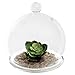 Set of 2 Decorative Clear Glass Air Plant Terrarium/Centerpiece Accent Ornament with Saucer - MyGift®