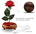 Enchanted Rose, Beauty and The Beast Red Rose with Fallen Petals in A Light Dome USB Powered, Home Decoration Valentine's Day Gift, Romantic Rose Gift for Women Girl