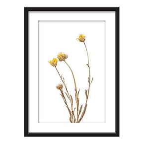 Framed Dried Plant Specimen Art in Black Picture...