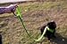 EcoBark Dog Leash - Soft & Reflective Comfort Leashes with Padded Handle - Safe, Strong, & Durable for Small, Medium or Large Dogs (Green)