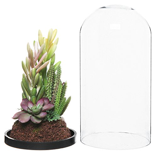 Modern Glass Dome Bell Jar Design Artificial Succulent Plant Tabletop