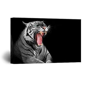 Tiger on Black Background