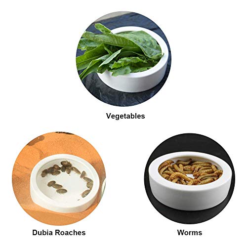 5 SciEdu+Feeding+Tweezers+Ceramic+Reptile