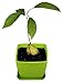 AvoSeedo Avocado Tree Growing Kit with Pot, Green, Practical Gifts for Women, Mom, Sister, Best Friend & Kids, Plant Indoors with Novelty Pit Grower Boat & Kitchen Garden Seed Starter