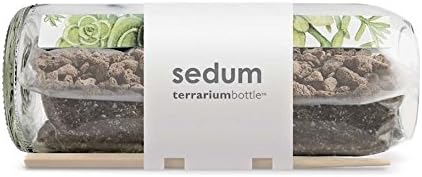 Potting Shed Creations Sedum Terrarium Bottle