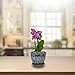 TRENDSPOT 5in Orchid Indoor Planter, 5 inch, Blue