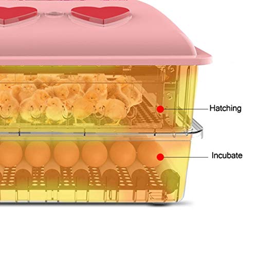 WISKEO Süß Inkubator Eier Automatisch Drehen, Brutmaschine Vollautomatische, Brutkasten mit LED Temperaturanzeige… – Bild 3