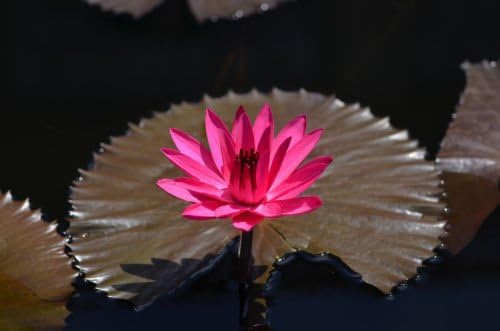 Nymphaea Red Flare RED Night BLOOKING Tropical Water Lily Seeds