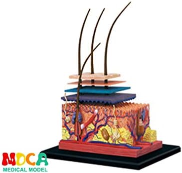Stationery Set - 4d master puzzle Assembling toy human body organ anatomical model medical teaching model 8 Species selection - by HeroBar991