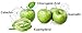 ARIO 100% Organic Green Apple Extract Powder 90g (3.17oz / 90 servings) | Poland | 10:1 Concentration