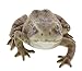 Border Concepts Nature's Gallery Pet Pals (Frog)