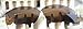 Polarized Replacement Lenses for Oakley Bottle Rocket Sunglasses - 6 Options Available (Brown)