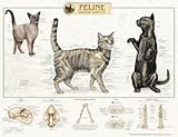 Feline Skeletal System Anatomical Chart 20
