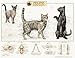 Feline Skeletal System Anatomical Chart 20