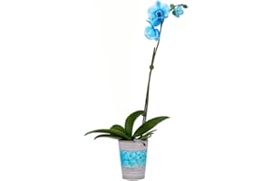 DecoBlooms Premium Blue Orchid Live Indoor Plant - 3 inch Blooms, Modern Pot Included, Gift Fresh Flowering Home Decor for Anniversary, Birthday, Congratulations, Get Well, Sympathy, Thank You