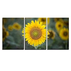Closeup of Sunflower in Field x3 Panels