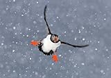 Atlantic Puffin Boxed Holiday Christmas Cards, 12 Cards