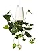 LOHOME Inverted Sky Garden Sky Postmodern Hanging Pot Upside Down Plant Flowerpot (White)