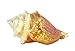 Old World Christmas Golden Seashell Glass Blown Ornament for Christmas Tree