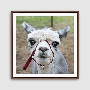 Framed Canvas Wall Art Alpaca Canvas Prints Home Artwork Decoration for Living Room,Bedroom - 16x16 inches