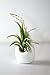 Hinterland Trading Air Plant Abdita in Our Ceramic Hanging White Planter Vase