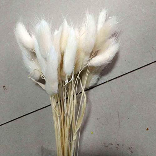 Shangkao 30PCS Natural Rabbit Tail Grass Dried Household Flower Decorations Festive Party Supplies