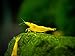 Aquatic Arts 10 Live Freshwater Golden Back Yellow Shrimp (Neocaridina davidi - 1/2 to 1 Inch Long)