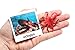 Curious Minds Busy Bags Montessori Animal Match - Miniature Ocean Animals with Matching Cards - 2 Part Cards. Montessori Learning Toy, Language Materials