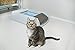 PetSafe ScoopFree Original Uncovered Ultra Self Cleaning Cat Litter Box - Hands Free Cleaning - Crystal Litter Absorbs Odor - Leak Proof Tray - Easy Cat Waste Disposal