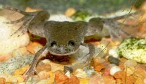 Polar Bear's Pet Shop Live African Dwarf Aquatic Frogs