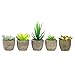 Artificial Succulents Plants,Fake Potted Cactus Faux Cacti Green for Home Indoor Decoration Set of 5