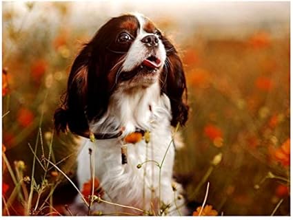 cavalier king charles spaniel paintings