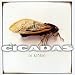 Cicadas Tobacco Road