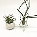 Pack of 2 Tabletop Standing Air Plant Holder Air Plant Stand Air Plant Container Xerographica Air Plant Holder Air Plant Support Tillandsia Air Plant Stand (White)thumb 1