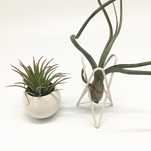 Pack of 2 Tabletop Standing Air Plant Holder Air Plant Stand Air Plant Container Xerographica Air Plant Holder Air Plant Support Tillandsia Air Plant Stand (White)