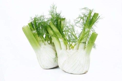 Portal Cool Fennel Bulb Foeniculum Vulgare 1050 Seeds Frescas