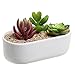Modern Oval Design White Ceramic Succulent Plant Holder/Decorative Cactus Flower Planter Pot