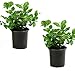 Cottage Hill Arabian Sambac Jasmine - 2 Piece Live Plant White Blooms