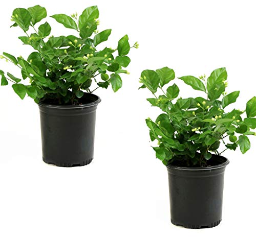 Cottage Hill Arabian Sambac Jasmine - 2 Piece Live Plant White Blooms Cottage Hill Arabian Sambac Jasmine - 2 Piece Live Plant White Blooms