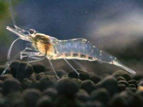 Kool Tools 21 Freshwater Ghost Shrimp Glass Shrimp Ghost Shrimp